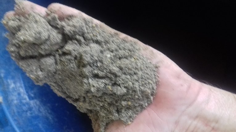 Handful of pressed canola oil cake, the solid residue left after oil extraction